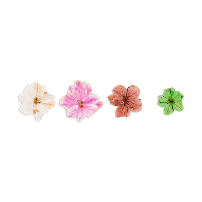 00f6acd-174856-natura-flowers-inocos-2.jpg